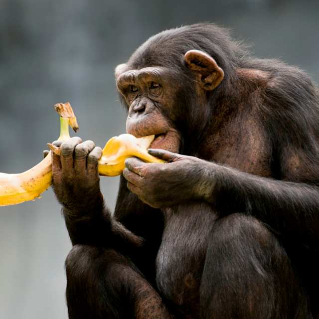 chimpanzee