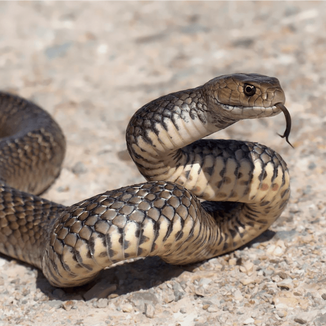 snake