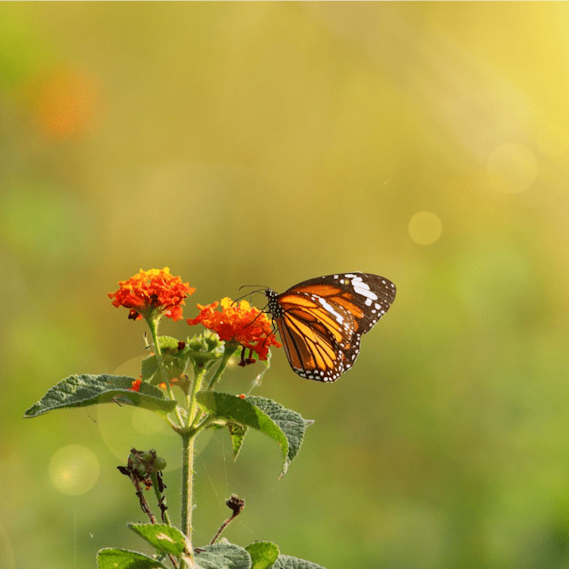 butterfly