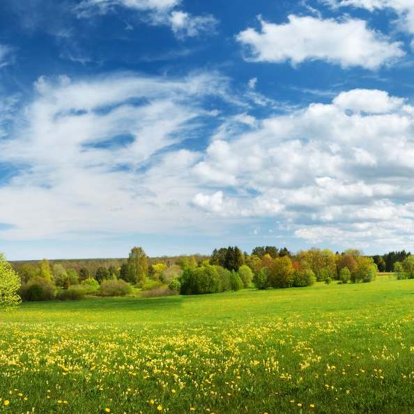 meadow