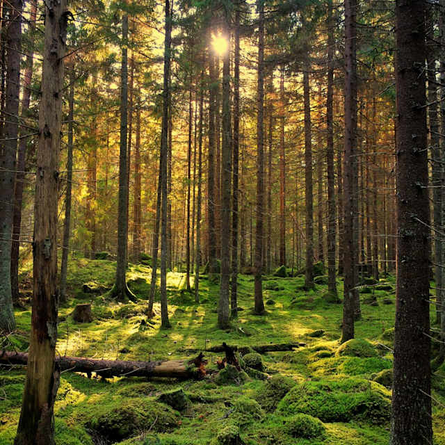 forest