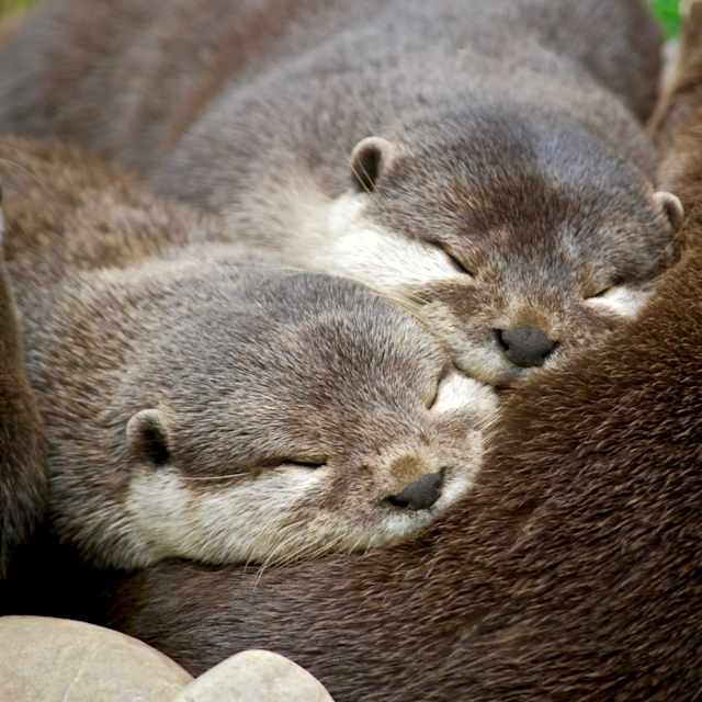 Otter