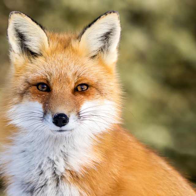 Fox