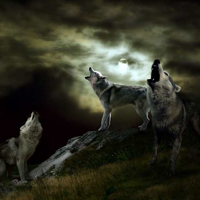 Wolf