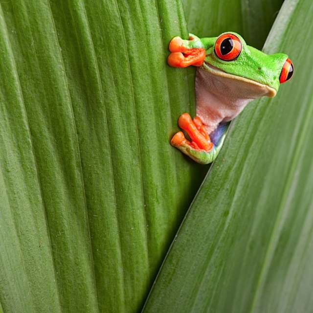 Frog