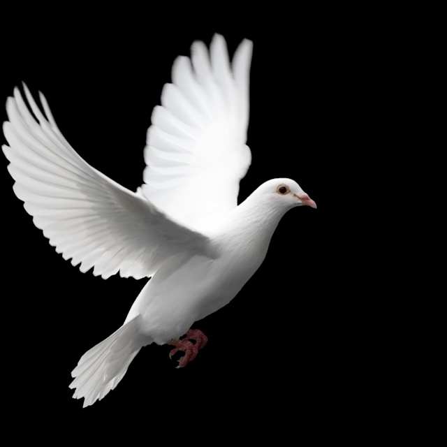 Dove