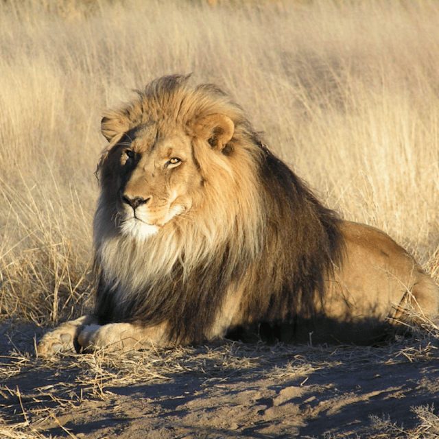 Lion
