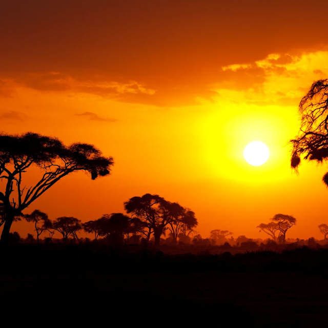 A long safari