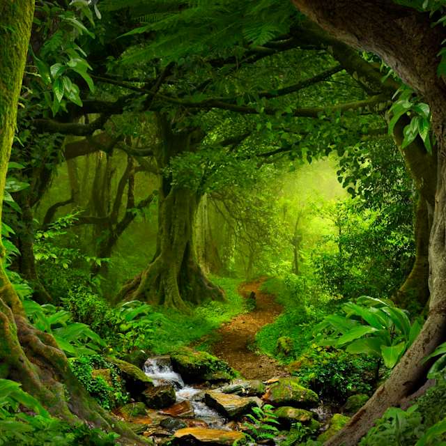 Rain forest