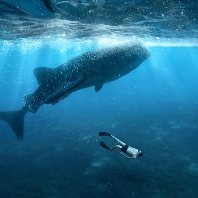 Ocean