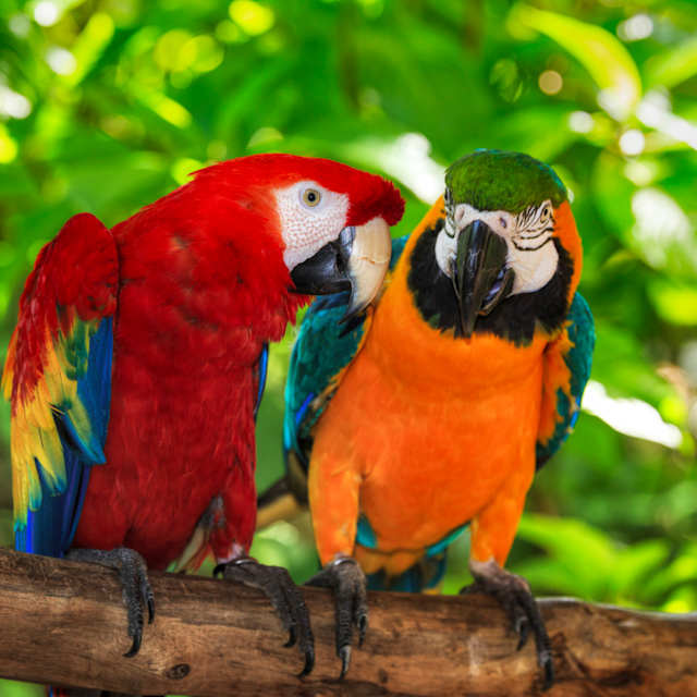 A tropical bird