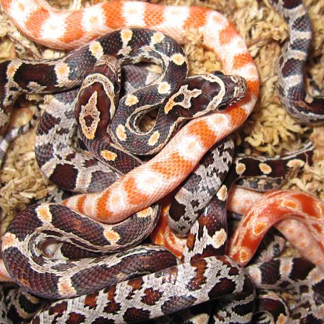 Anything but snakes