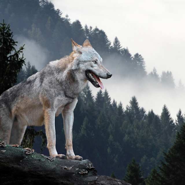 Wolves, of course.