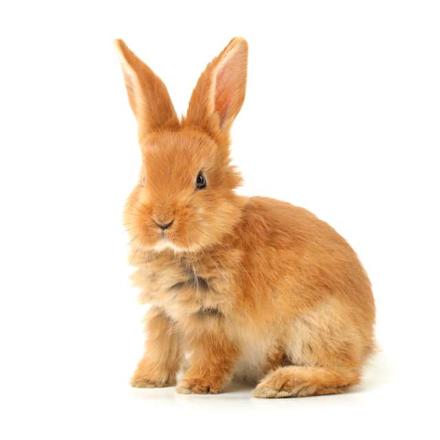 Cute, furry animals, like bunnies and kittens! 
