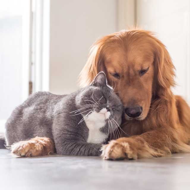 I guess cats and dogs. Pets are cool.