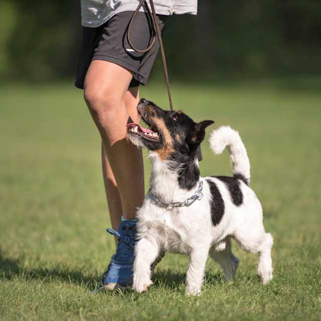 Animal trainer / breeder
