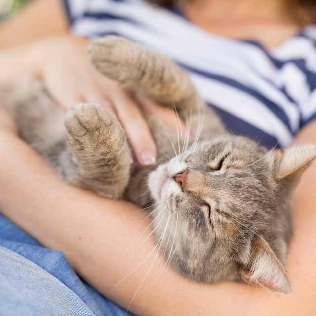 Something with cats