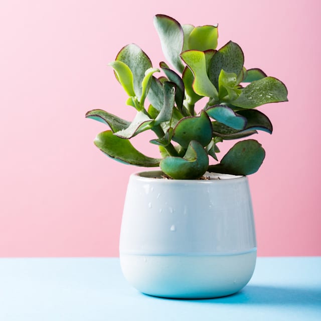 House plant