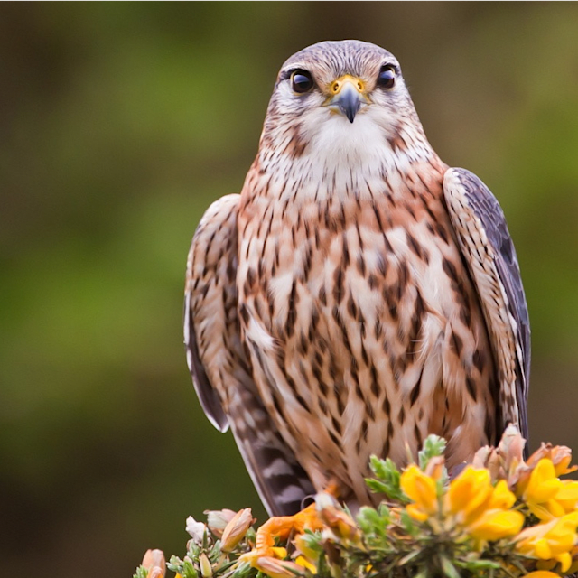 Falcon