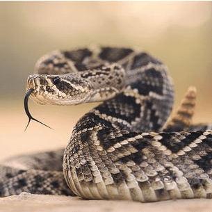 Rattlesnake