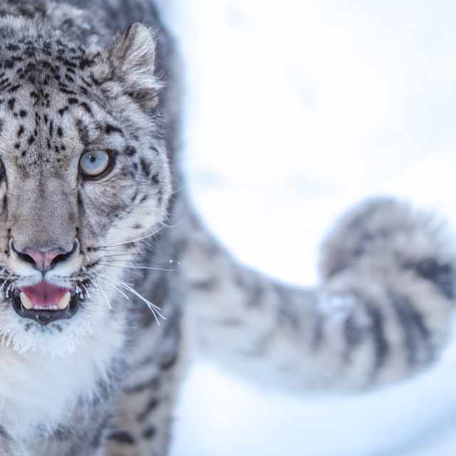 Snow Leopard