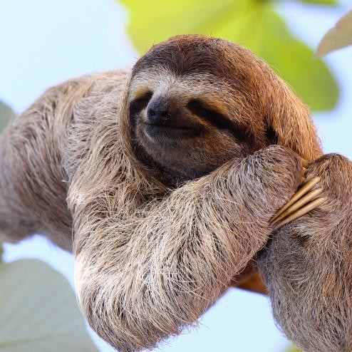 Sloth