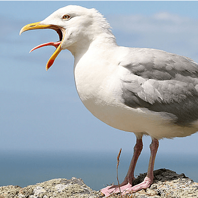 Seagull