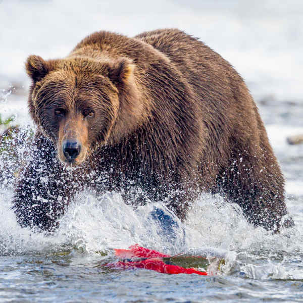 Bear