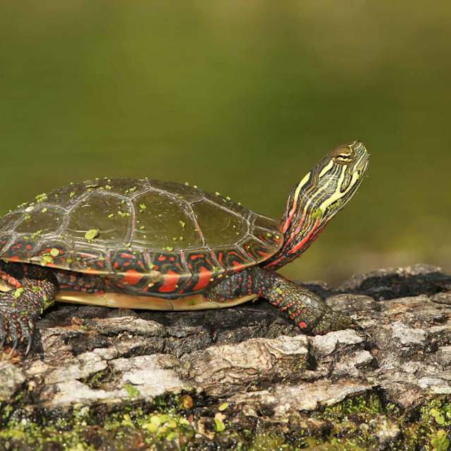 Turtle