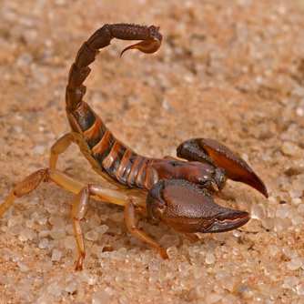 Scorpion