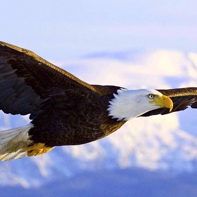 Eagle