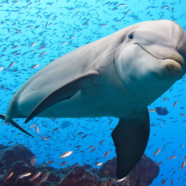 Dolphin
