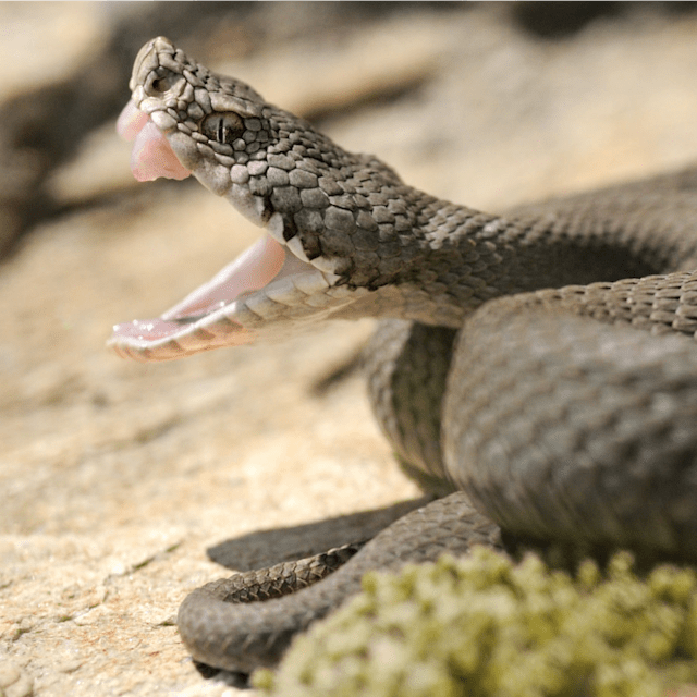 Viper