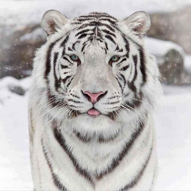 Siberian Tiger
