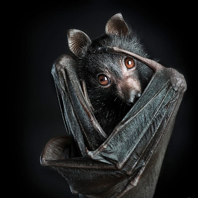 Bat