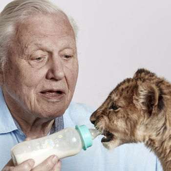 Attenborough Documentaries