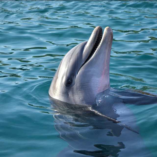 Dolphin