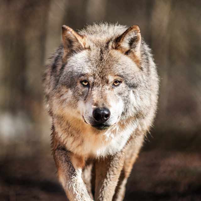 Wolf