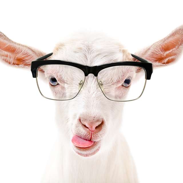 Goat
