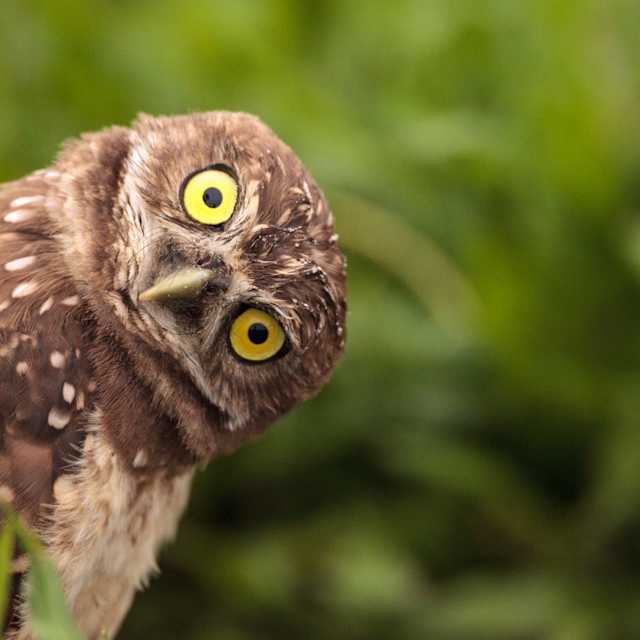 Owl
