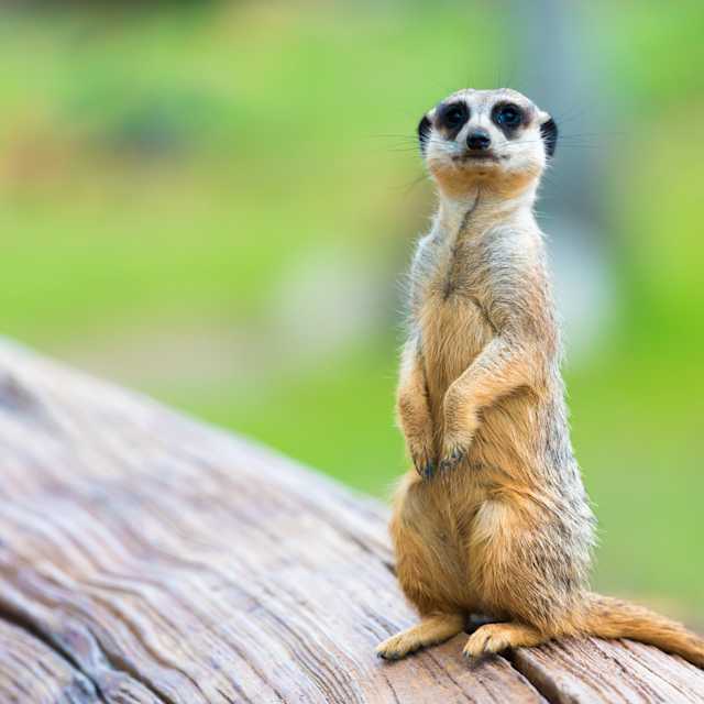 Meerkat
