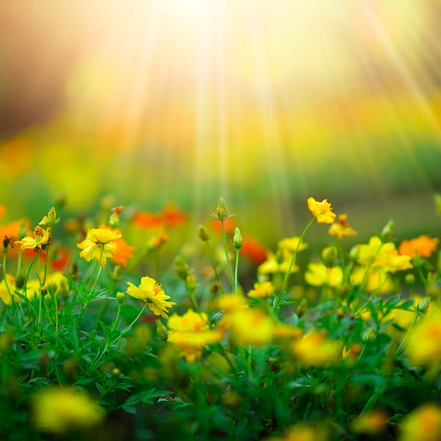 Primavera