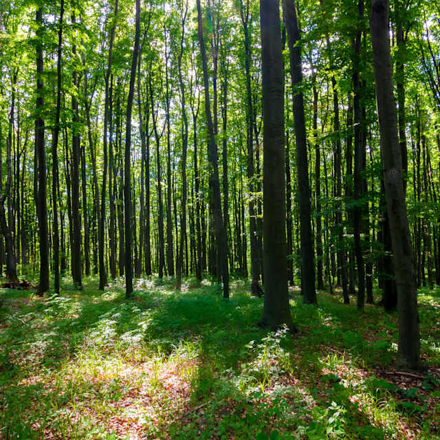 Al bosc