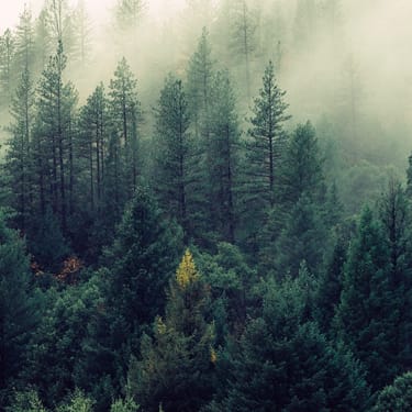 A foggy forest