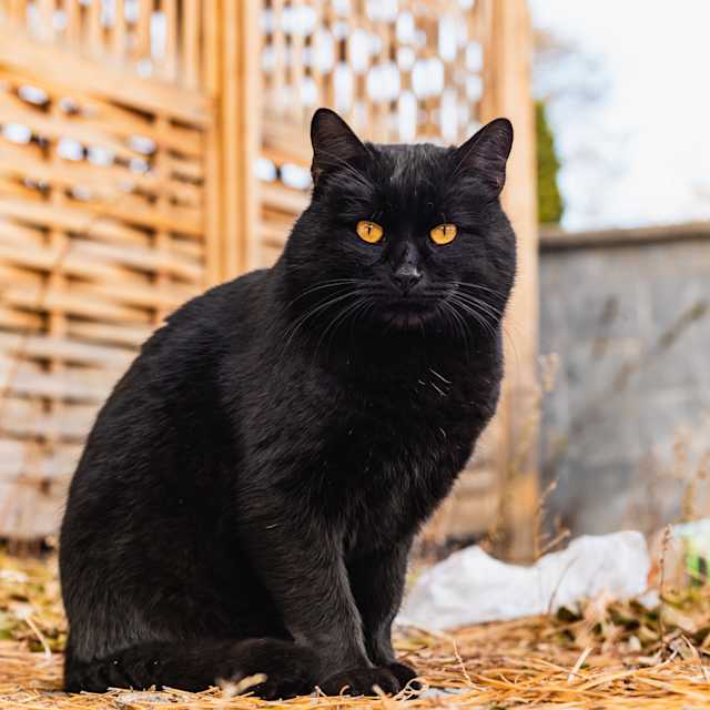 Black cat