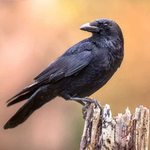 Raven