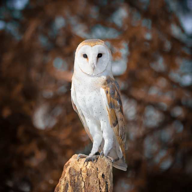 Owl