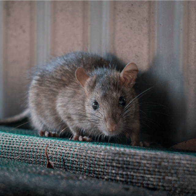 Rat
