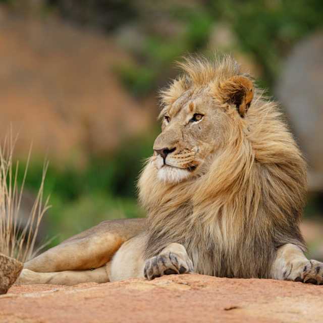Lions