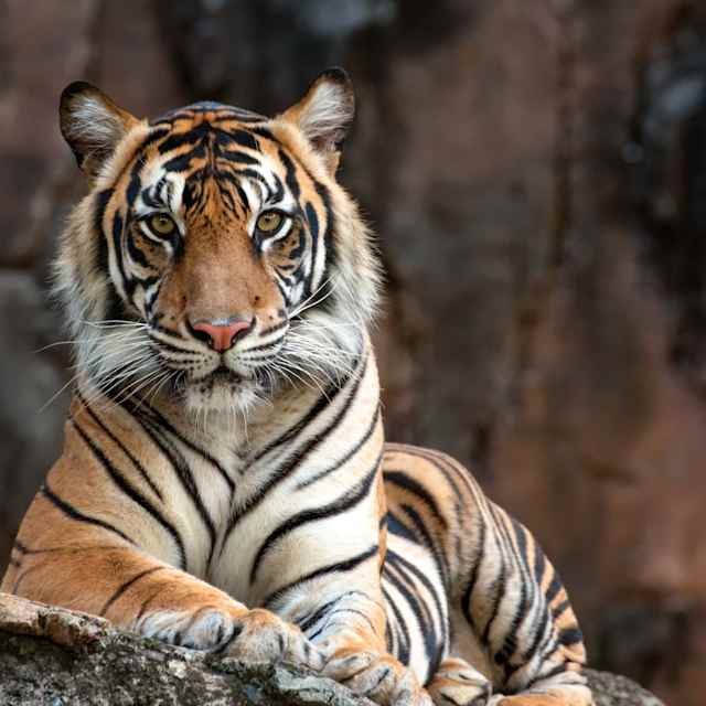 Tigers